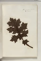 Acanthus Leaf from the Coliseum